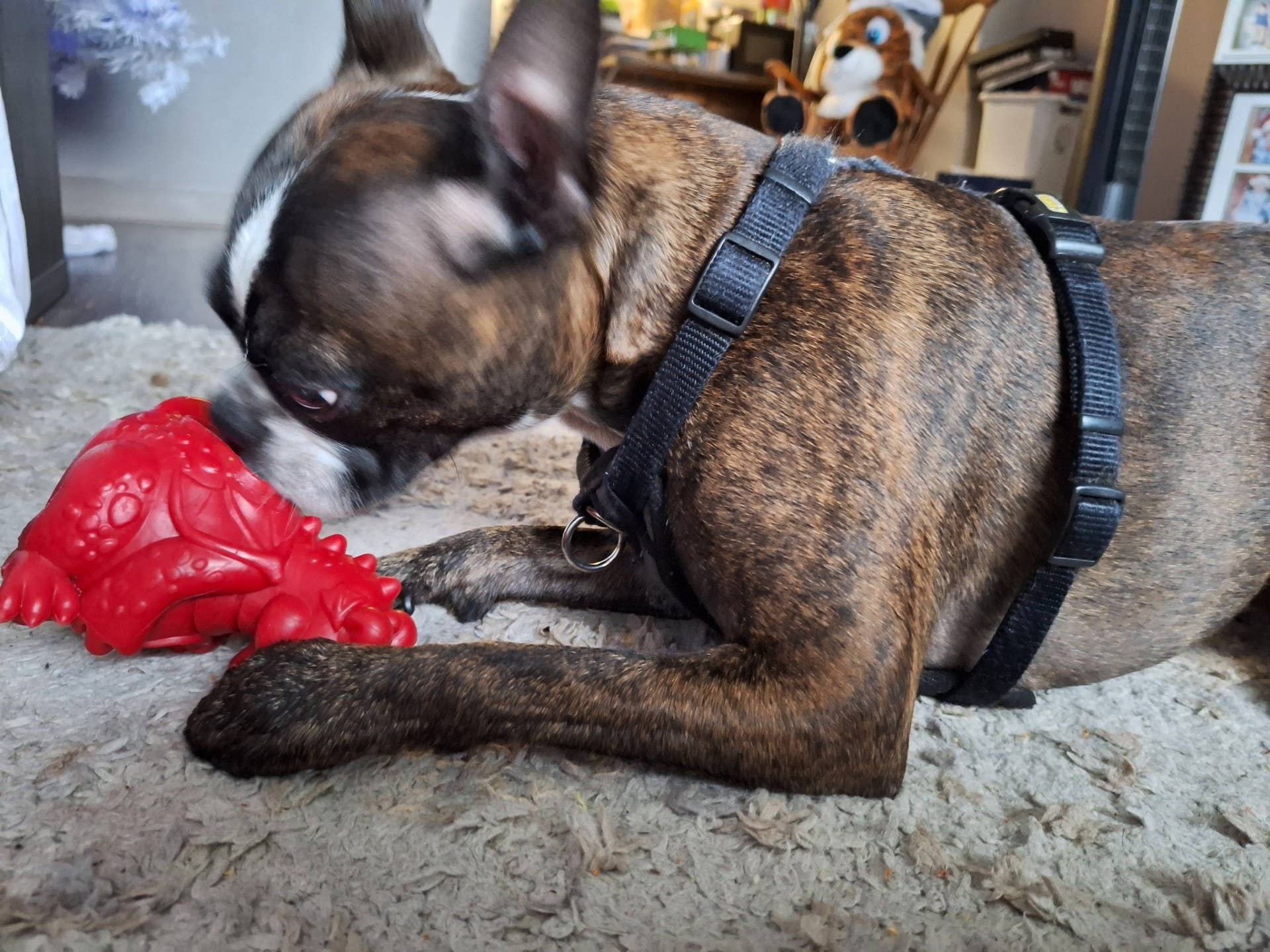 Yeti Dog Chew - Wholesale Pet Chew Toy - Dog - Puff & Play Starter Kit Mixed5