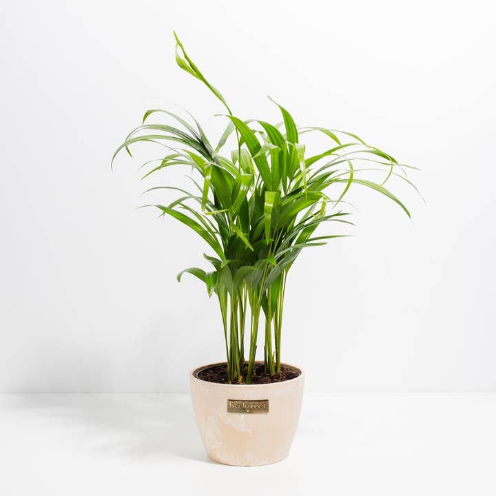 Lively Root - Wholesale Live Plant - Areca Palm Indoor Tree13