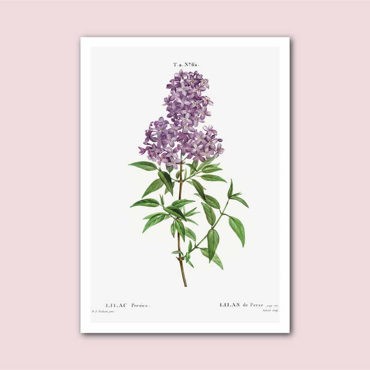 Holland Road Prints - Wholesale Art Print - Persian Lilac Vintage French Botanical Print