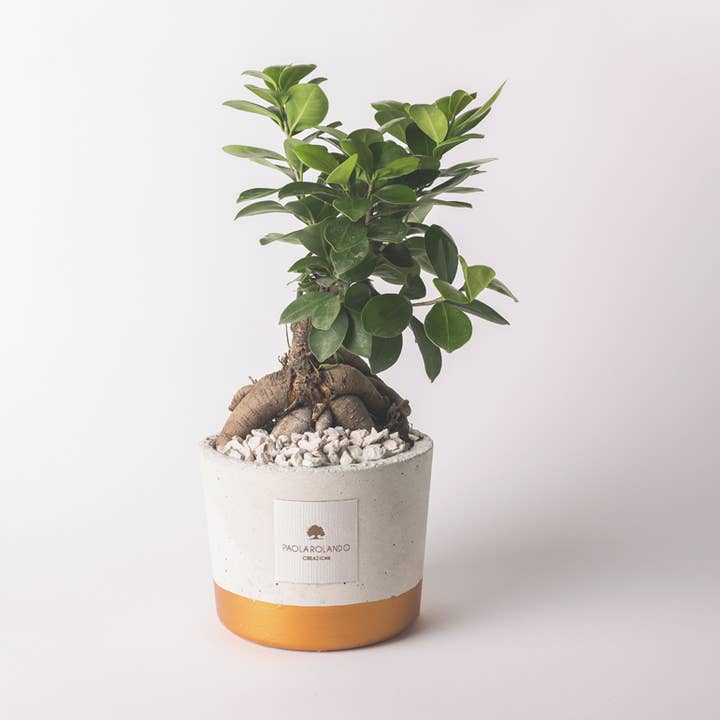 Bonsai Ficus Ginseng In Vaso Natural E Fascia Colorata per la vendita all'ingrosso da parte di Paola Rolando Creazioni