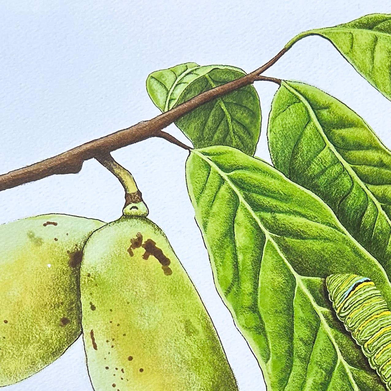 Moss and Mineral - Wholesale Art Print - Zebra Swallowtail Butterfly and Paw Paw, Botanical Illustrat2