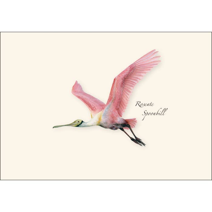 Earth Sky + Water - Wholesale Stationery/Notecard Set - Roseate Spoonbill1