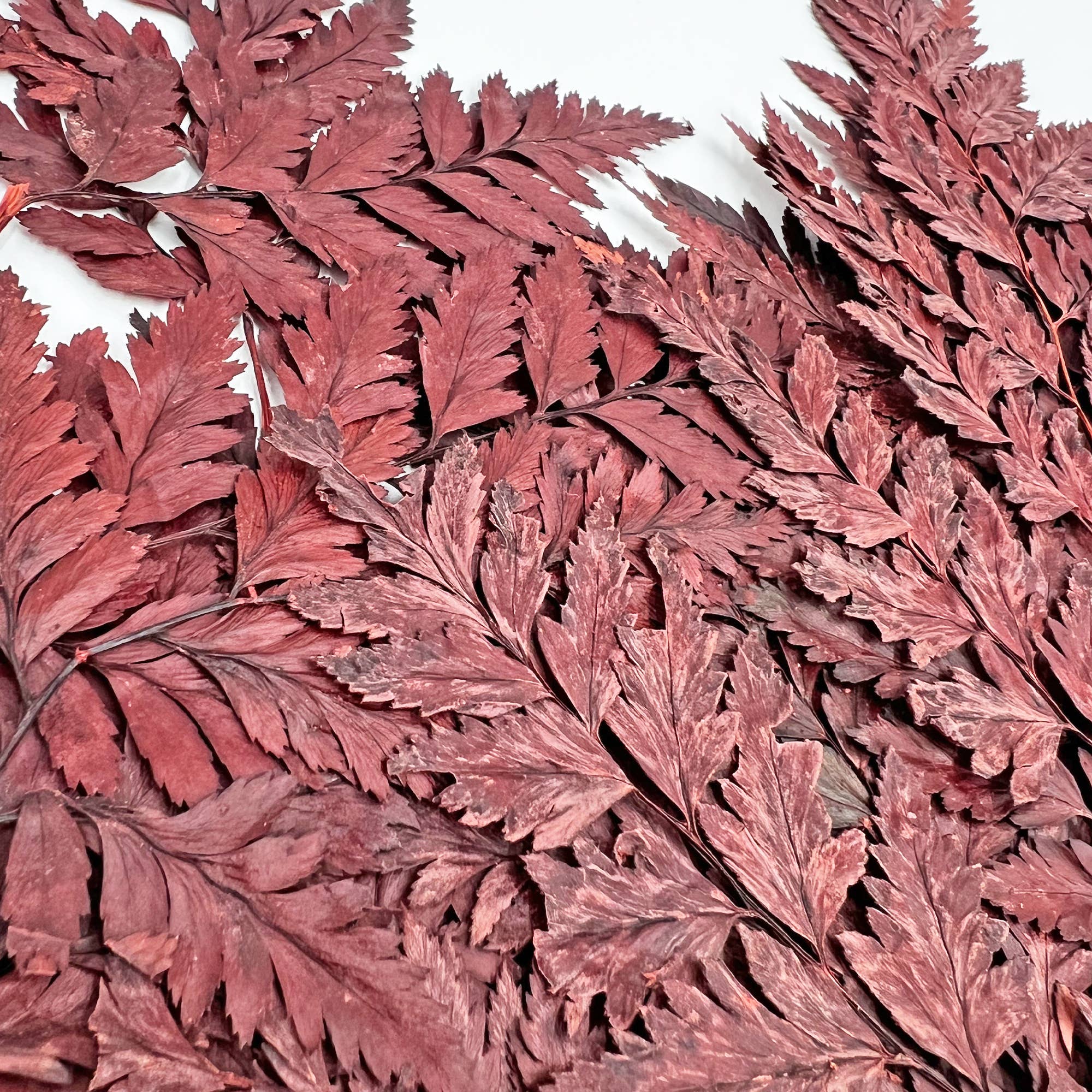 2626 Designs - Vente Fleur séchée/pressée - Fougère Davallia Mariesii séchée et préservée15