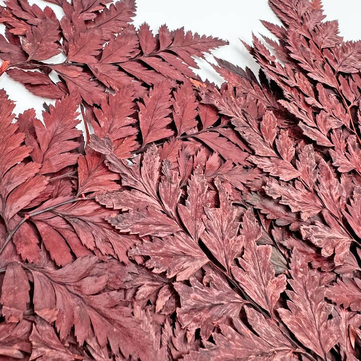 2626 Designs - Vente Fleur séchée/pressée - Fougère Davallia Mariesii séchée et préservée15