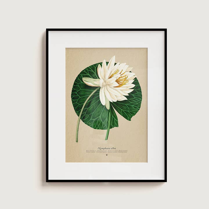Today is Art Day - Wholesale DIY Craft Kit - White Waterlily - Flower 3D Pop-Up Figure by Plego
