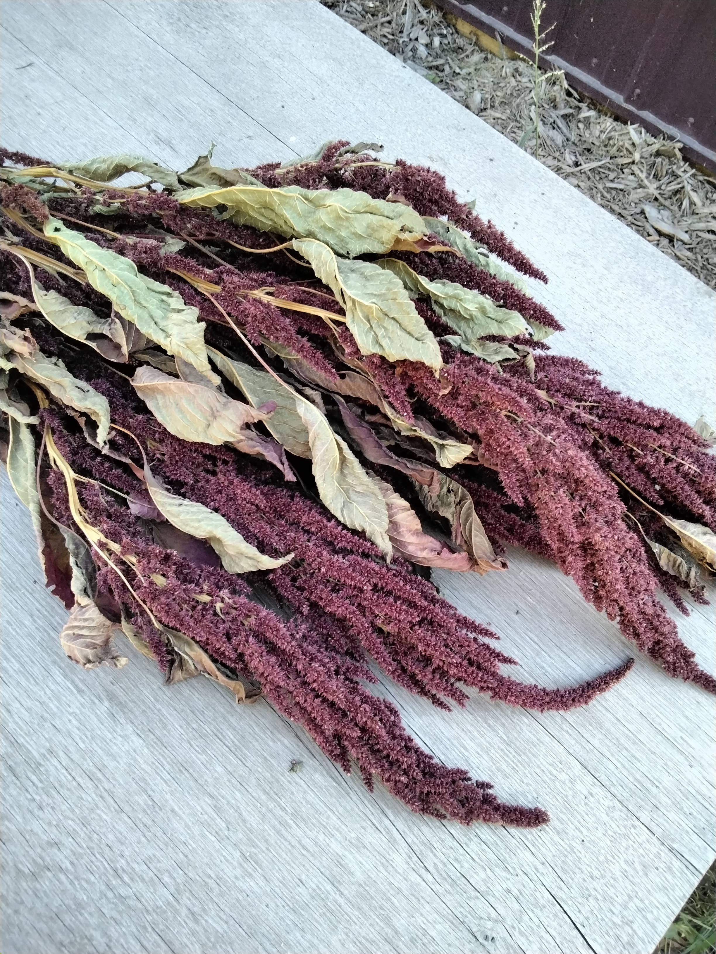 Alissas Flower Farm - Wholesale Dried/Pressed Flowers - Grain:  Amaranth6