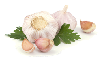 Cotswold Gold - Wholesale Mayo - Cotswold Gold Garlic Mayonnaise4