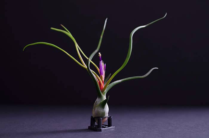 The Artizan Way - Wholesale Live Plant - Tillandsia Bulbosa - Guatemala | Live Air Plant1