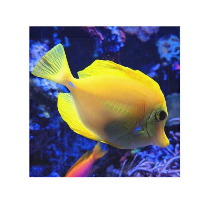 Asciugamano viso pesce giallo per la vendita all'ingrosso da parte di Marick Booster