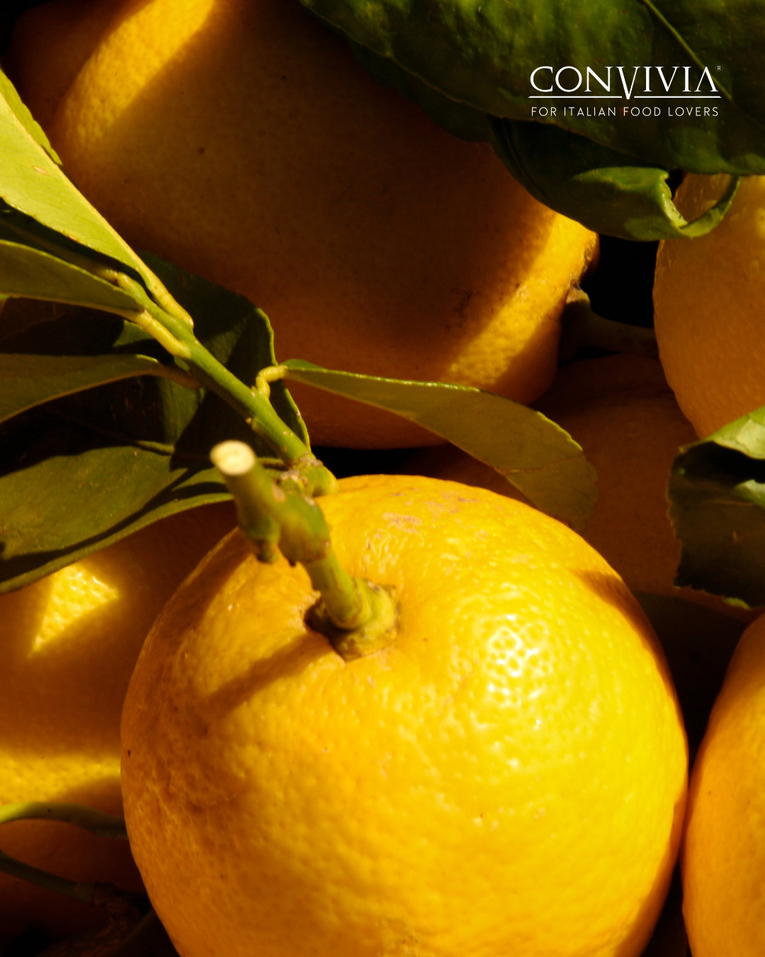CONVIVIA for italian food lovers – Großhandel Marmelade/Gelee – Bio-Zitronenmarmelade 360 g4