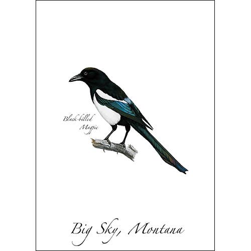 Black-billed Magpie Everyday Greeting Card for wholesale by Earth Sky + Water