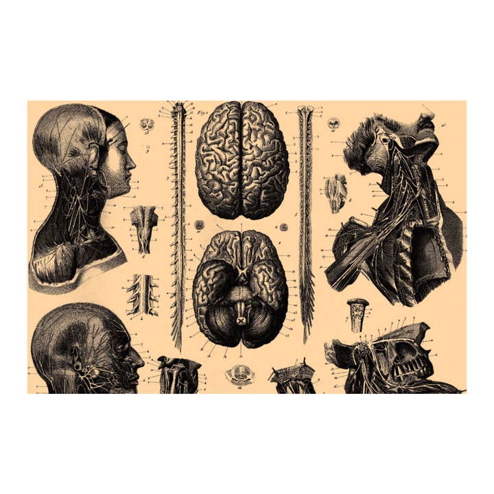 Human Anatomy Seven Canvas Print - Apothecary Art for Home or Office - Apothecary Decor for wholesale by Print Pothecary