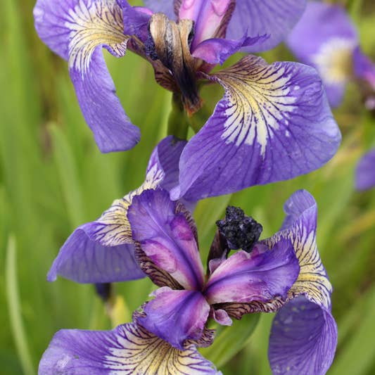 Whitworth Gallery - Wholesale Plant Seeds - Alaskan Iris Wildflower Seed Packets4