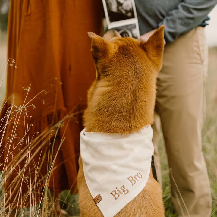 Bandana para Cão Cream Big Bro por atacado de Cuddl