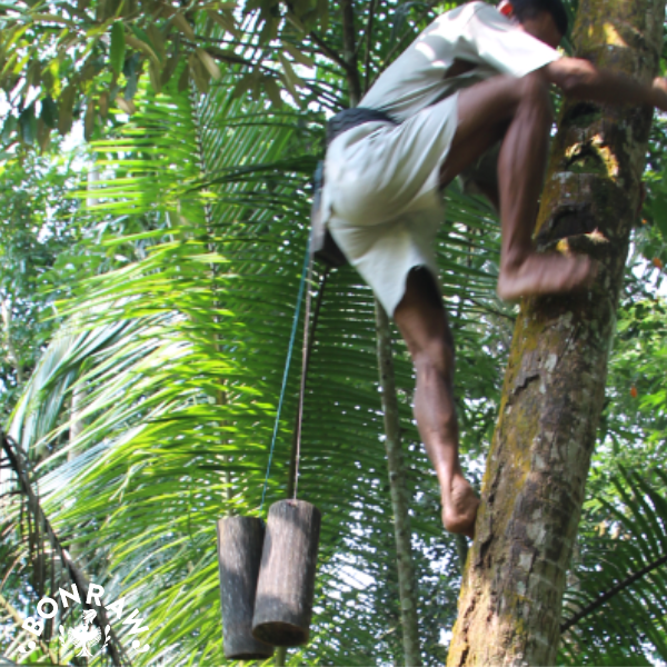 Bonraw Foods - Venta al por mayor Azúcar - Azúcar de flor de coco orgánico Bonraw a granel, 25 kg4