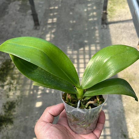 Phalaenopsis Bi Zi Hao 2.5" Fragrant | Rare Houseplant for wholesale by OrchidBox