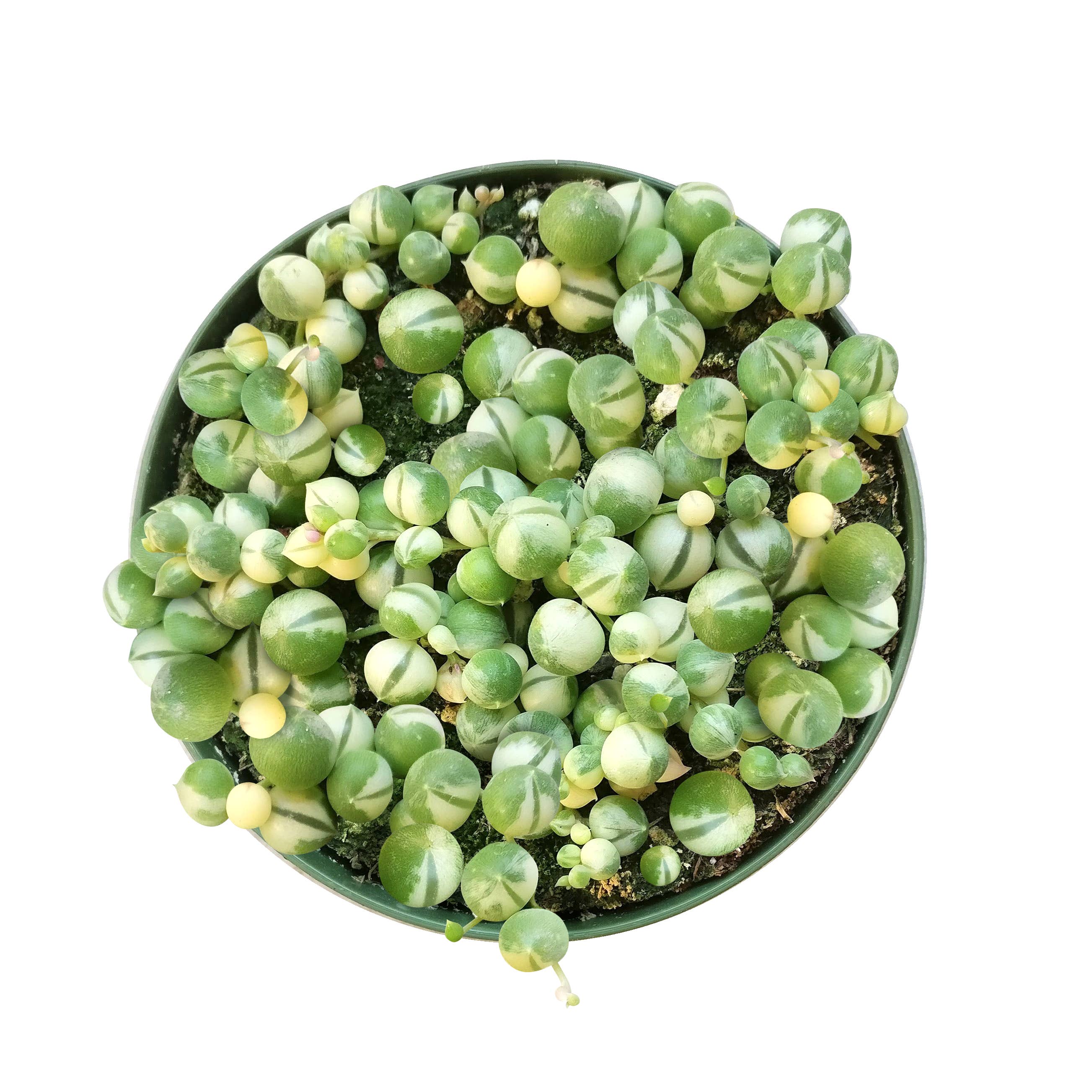 Best Plant Friend - Vente Succulentes - Collier de perles panaché, succulente à suspendre, 2/4/6 po