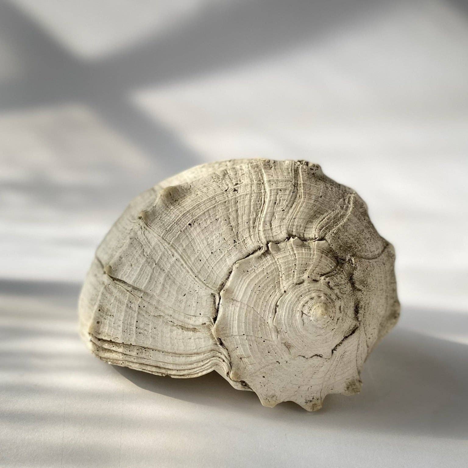 House Parts, Inc. - Wholesale Decorative Tabletop Object - Large Whelk2