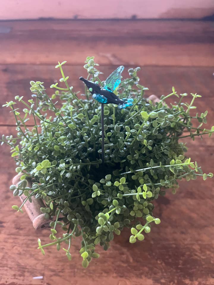 Kolibriplantepind for engroshandel hos Annie Did It!