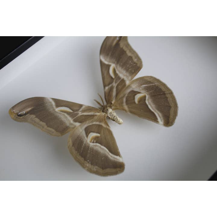 Newman Art Designs - Wholesale Wall Accent - Samia insularis in a Black Frame1