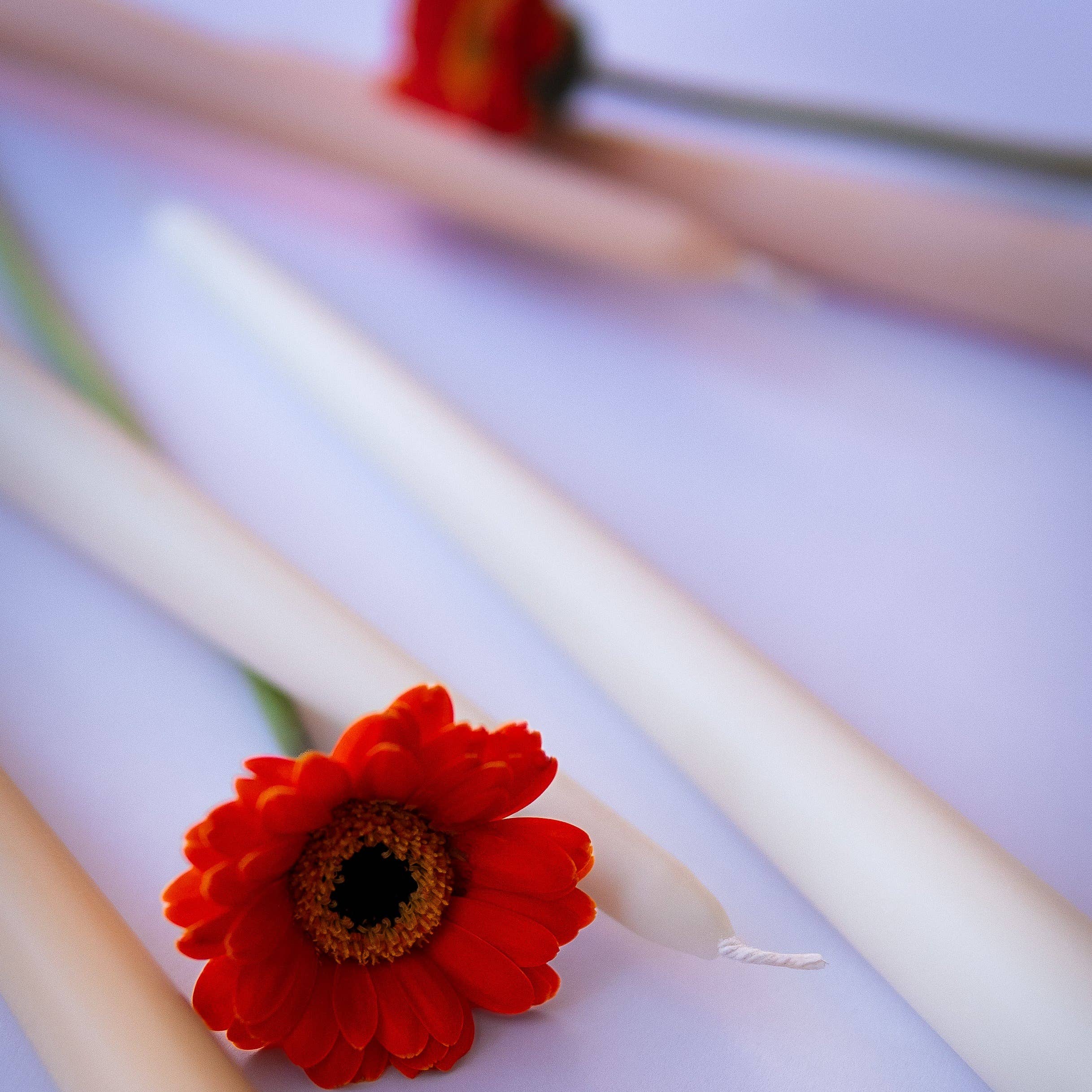 Iconic Candles - Venta al por mayor Cirios pequeños - Vela Skyler Taper2