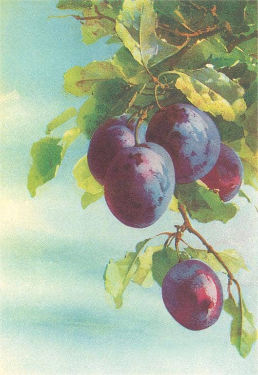Found Image Press - Wholesale Postcard - Postcard FR-243 Plums on Tree0