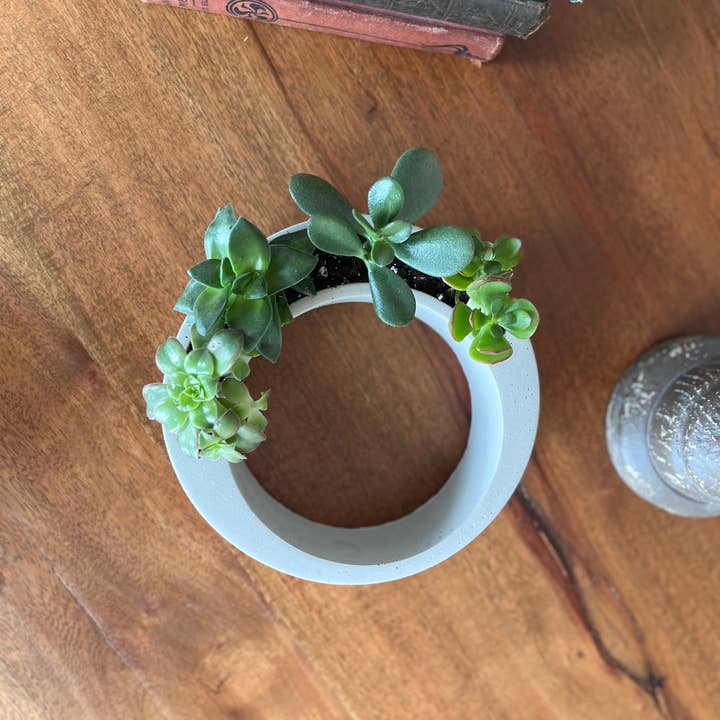 Nora - Wholesale Plant Pot - Modern Circular Planter