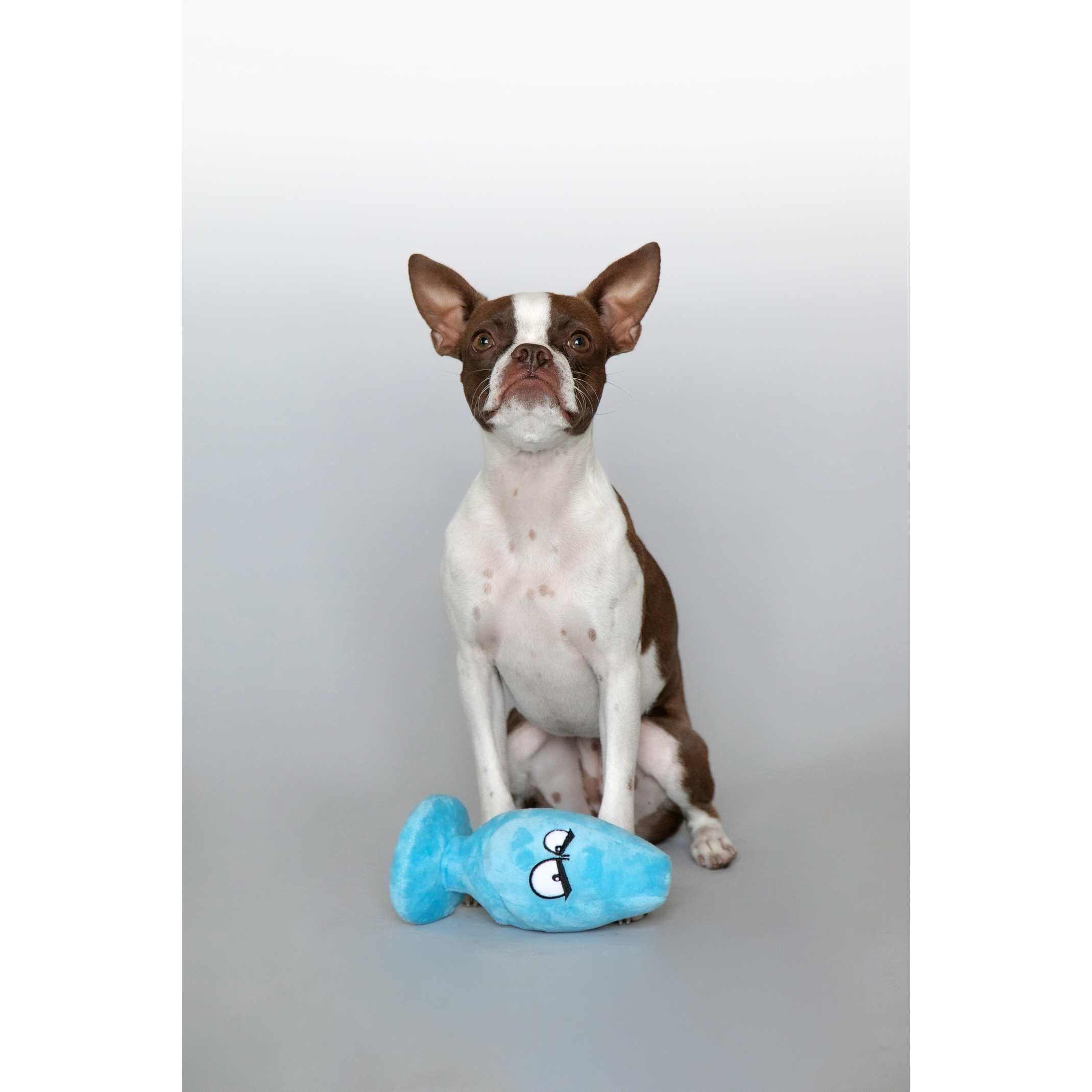 C1R B2B - Wholesale Pet plush toy – Dog - Scruffy - Mutt Plug McRuff 2