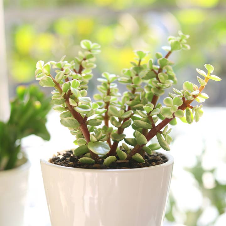 Elephant Bush - Unique Live Succulents Plant 2/4 inch Pot for wholesale by Best Plant Friend