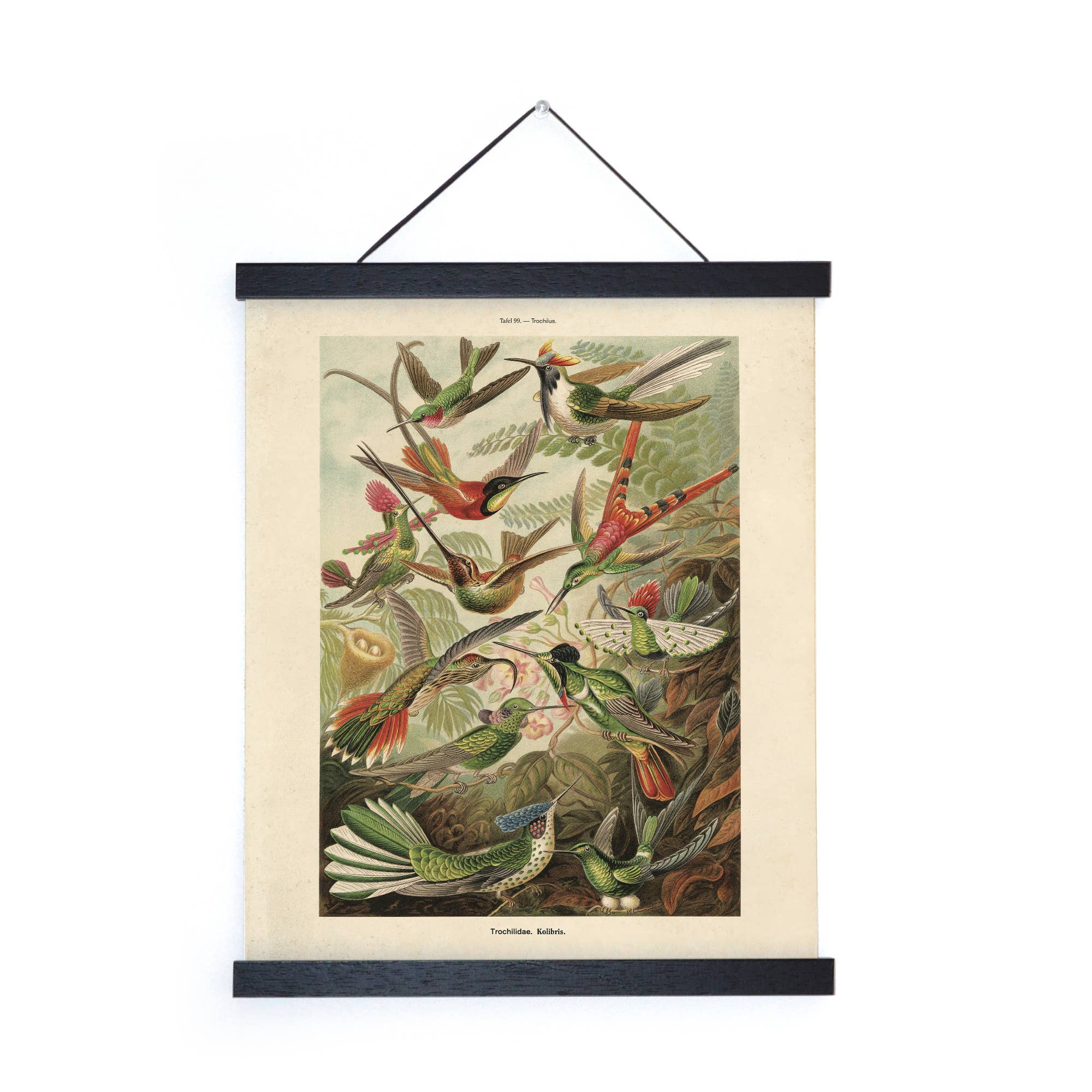 Curious Prints - Wholesale Art Print - Vintage Haeckel Hummingbirds Print w/ optional frame2