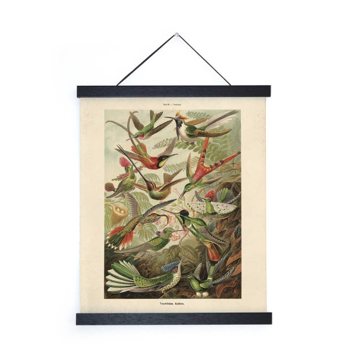 Curious Prints - Wholesale Art Print - Vintage Haeckel Hummingbirds Print w/ optional frame2