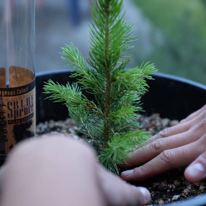 The Jonsteen Company - Wholesale Live Plant - Blue Spruce | Packaged Live Trees3