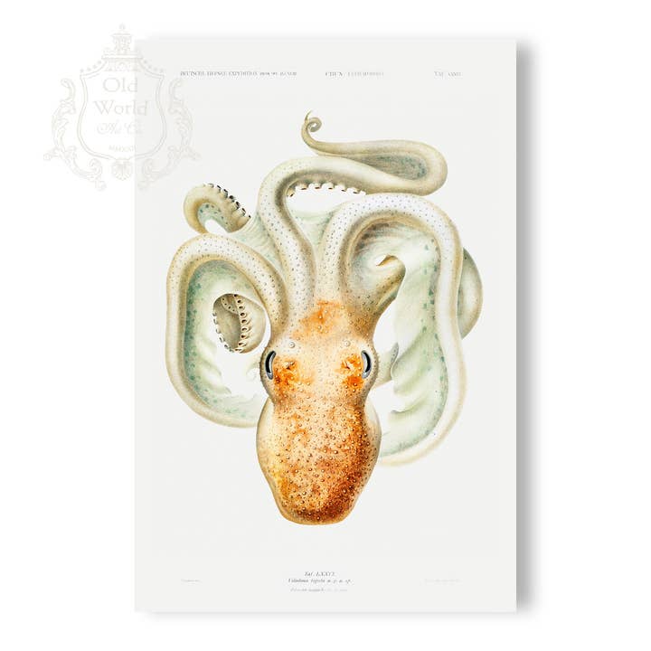 Polvo Velodona Estampado por atacado de Old World Art Co.