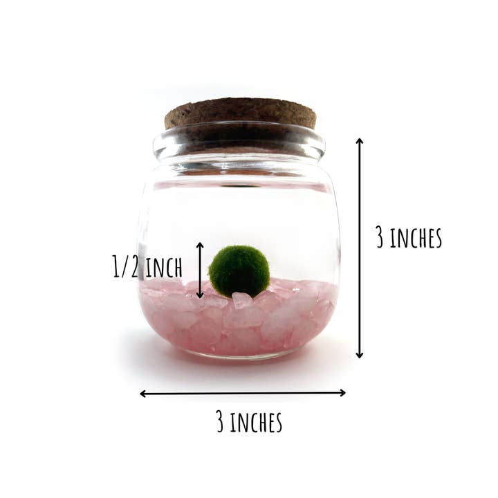 Moss Amigos | Moss Ball Terrariums - Wholesale Live Plant - Medium Marimo Moss Ball with Rose Quartz Gemstones