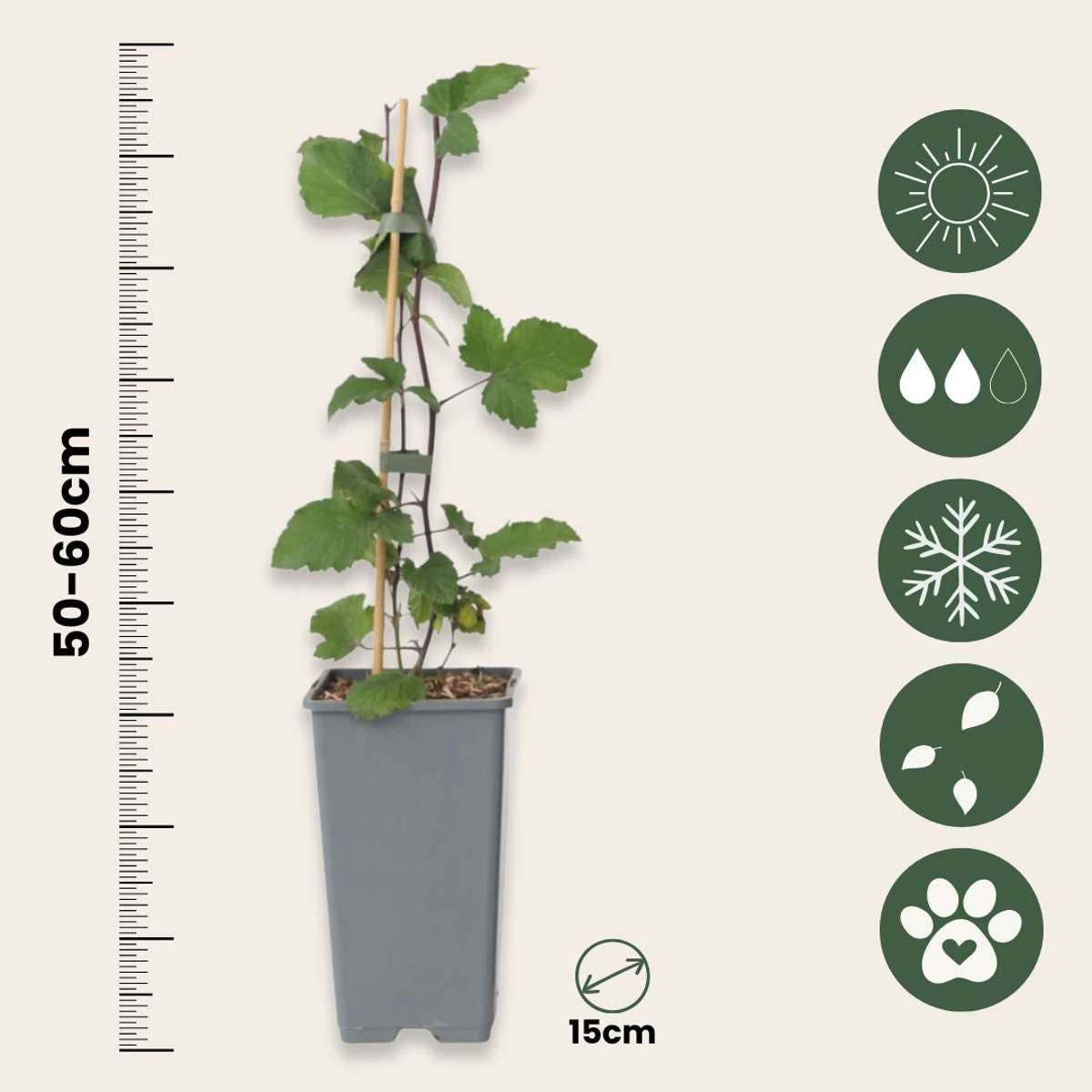 Oasis of Life - Wholesale Live Plant - Red Currant Ribes rubrum Jonkheer van Tets – 2 Plants – Height 50-60cm – Ø15cm – High-yielding berry bush with aromatic fruits – Hardy fruit plant for garden, bed & terrace4