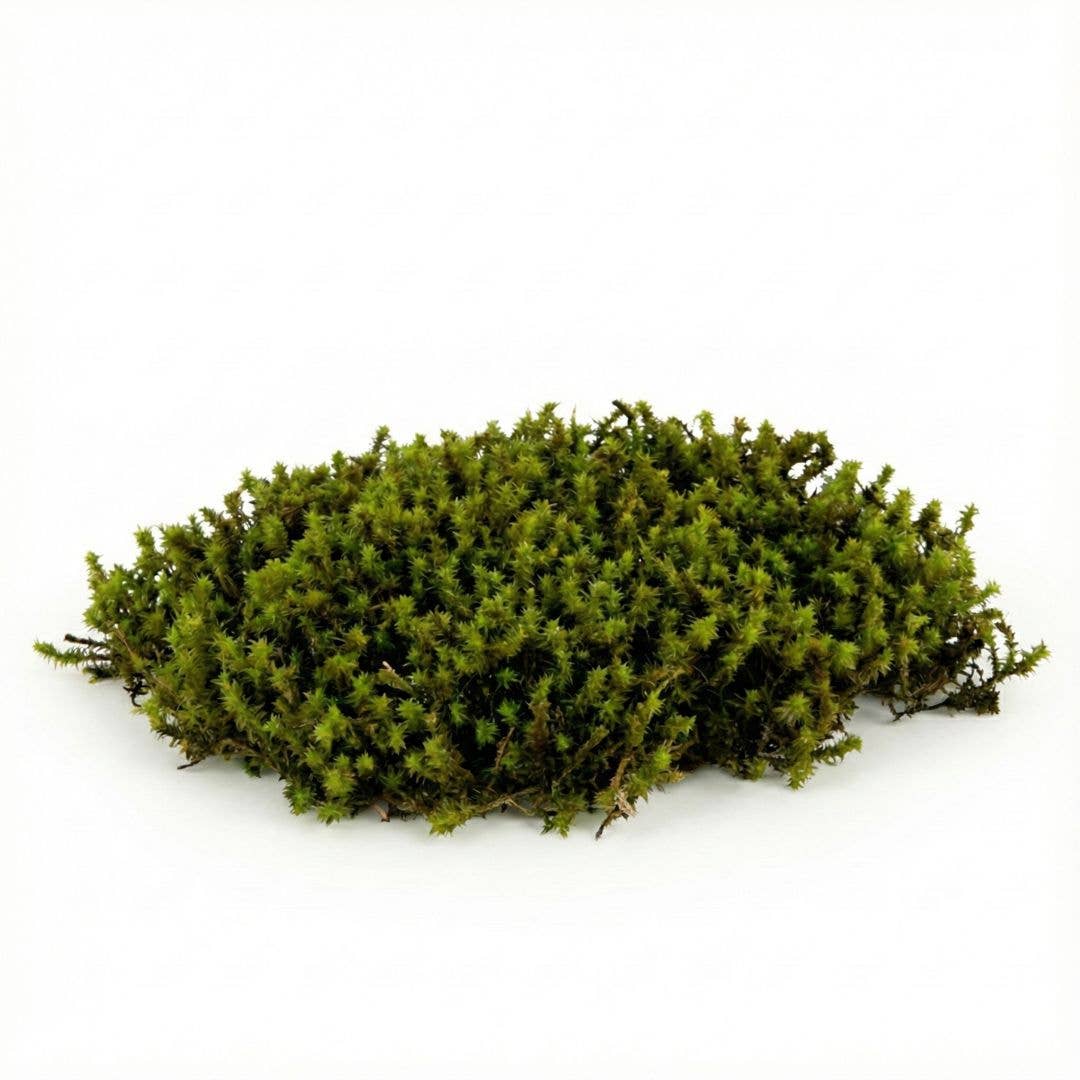 Moss & Stone Gardens - Wholesale Terrarium - Levend Zonmos voor Terrariums (Racomitrium canescens)1