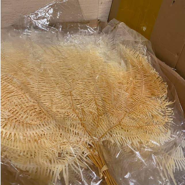 You Floral - Wholesale Dried/pressed flowers - Off-white White Preserved Fern - 9-10 stems