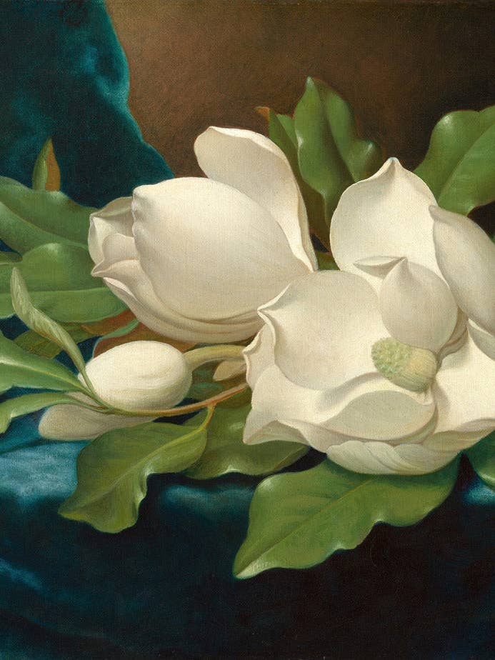 Magnolias Gigantes em Pano de Veludo Azul por atacado de Keep Calm Collection