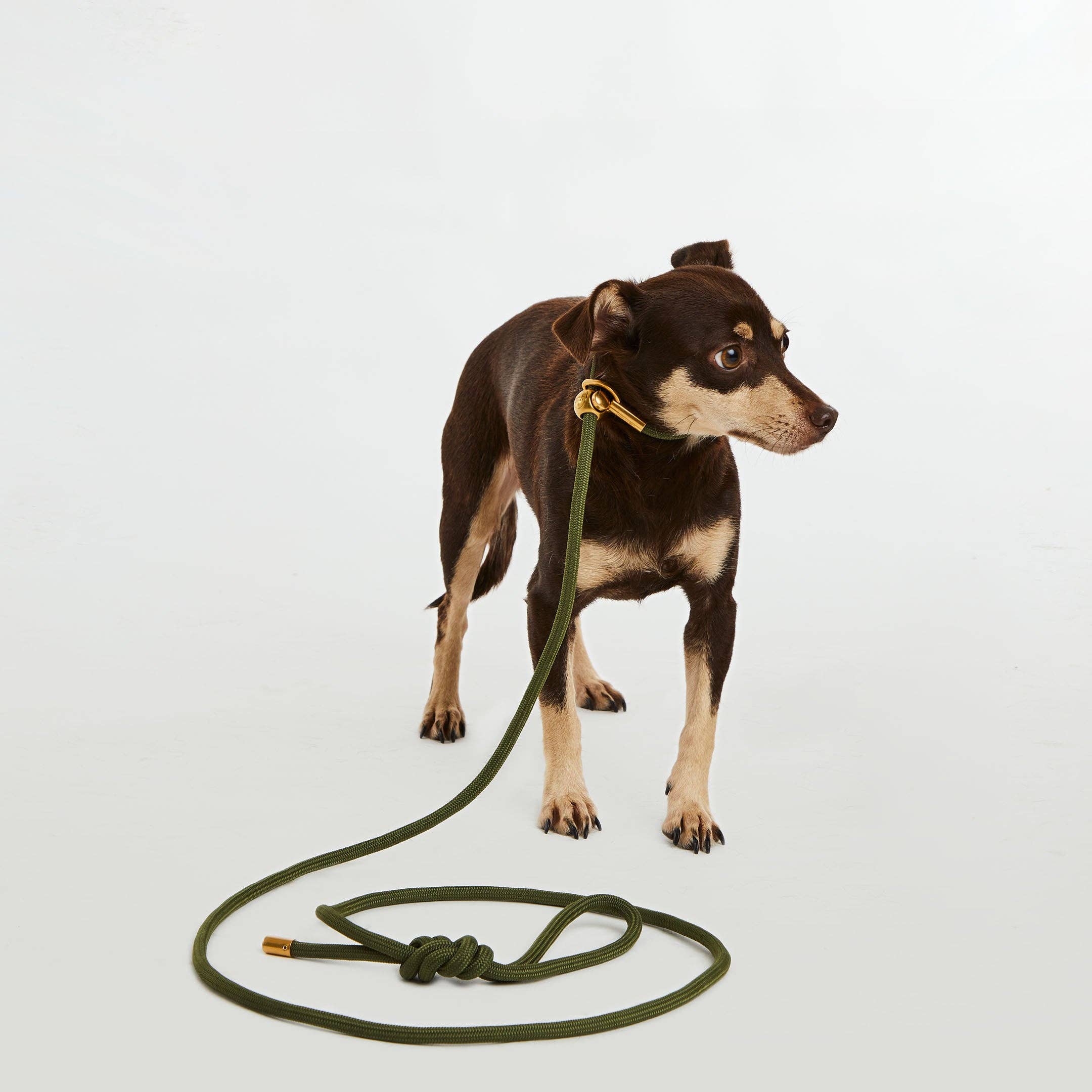 Bubble and Spike - Wholesale Pet Leash - Dog - Mini Olive Gold Simple Slip Lead™4