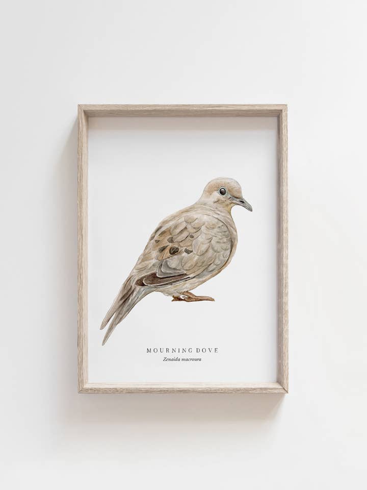 Mourning Dove Watercolor Print | Bird Wall Art for wholesale by Feed & Dwell
