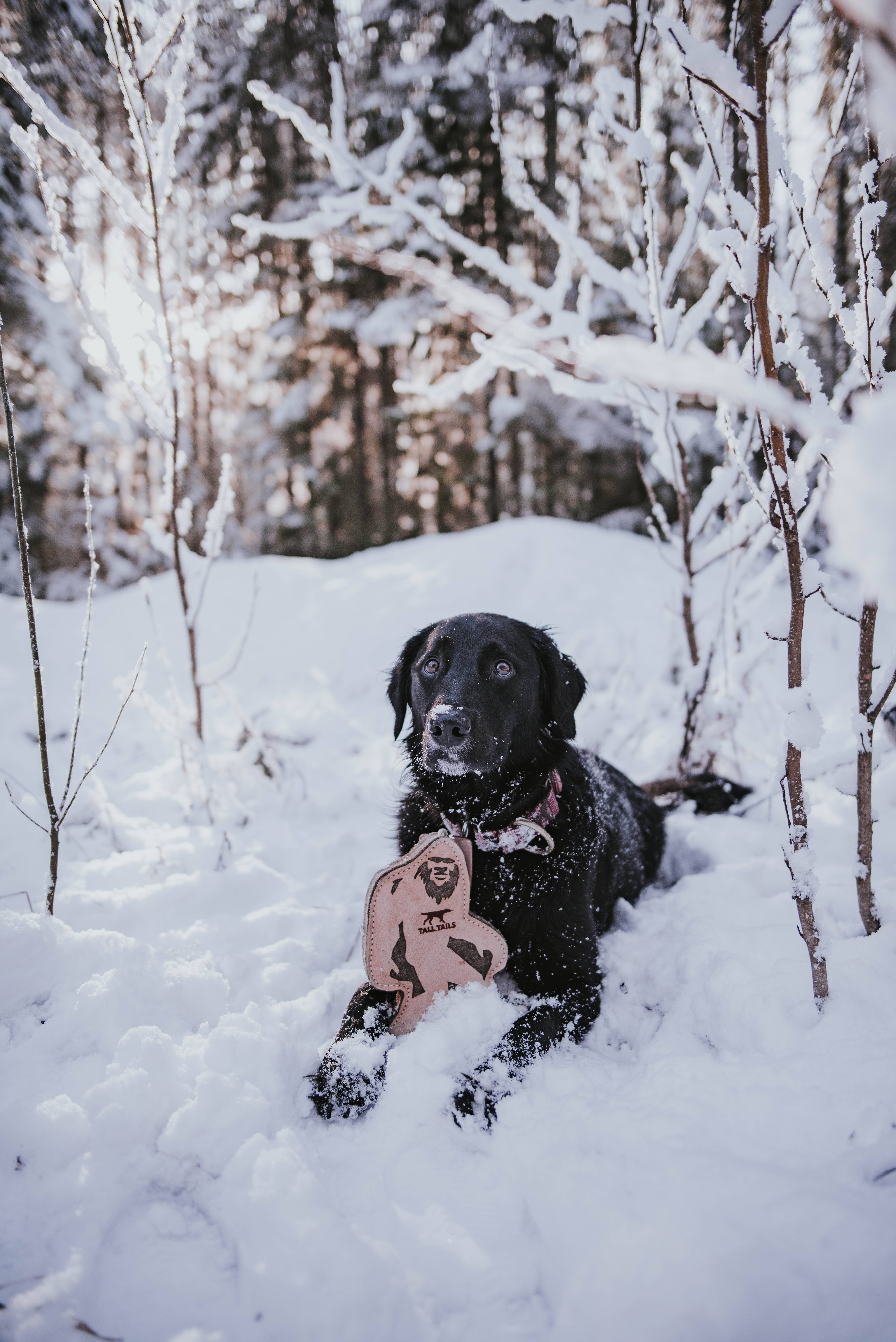 Tall Tails - Wholesale Pet Toy - Dog - Tall Tails Natural Leather & Wool Big Jr. - 9"4