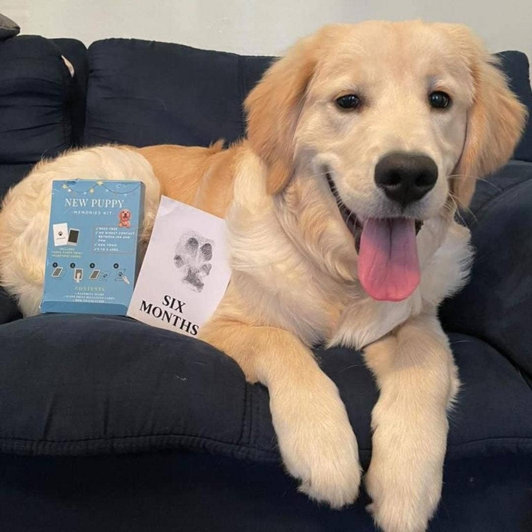 Paw Prints – wholesale DIY craft kit – Pet Paw Print Kits: Cats, Dogs, Puppy, Guinea Pig, Rabbit15