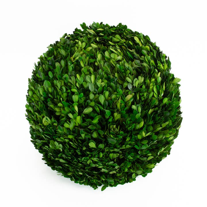 Preserved Boxwood Ball - 16 Inch for wholesale by Mills Floral Company