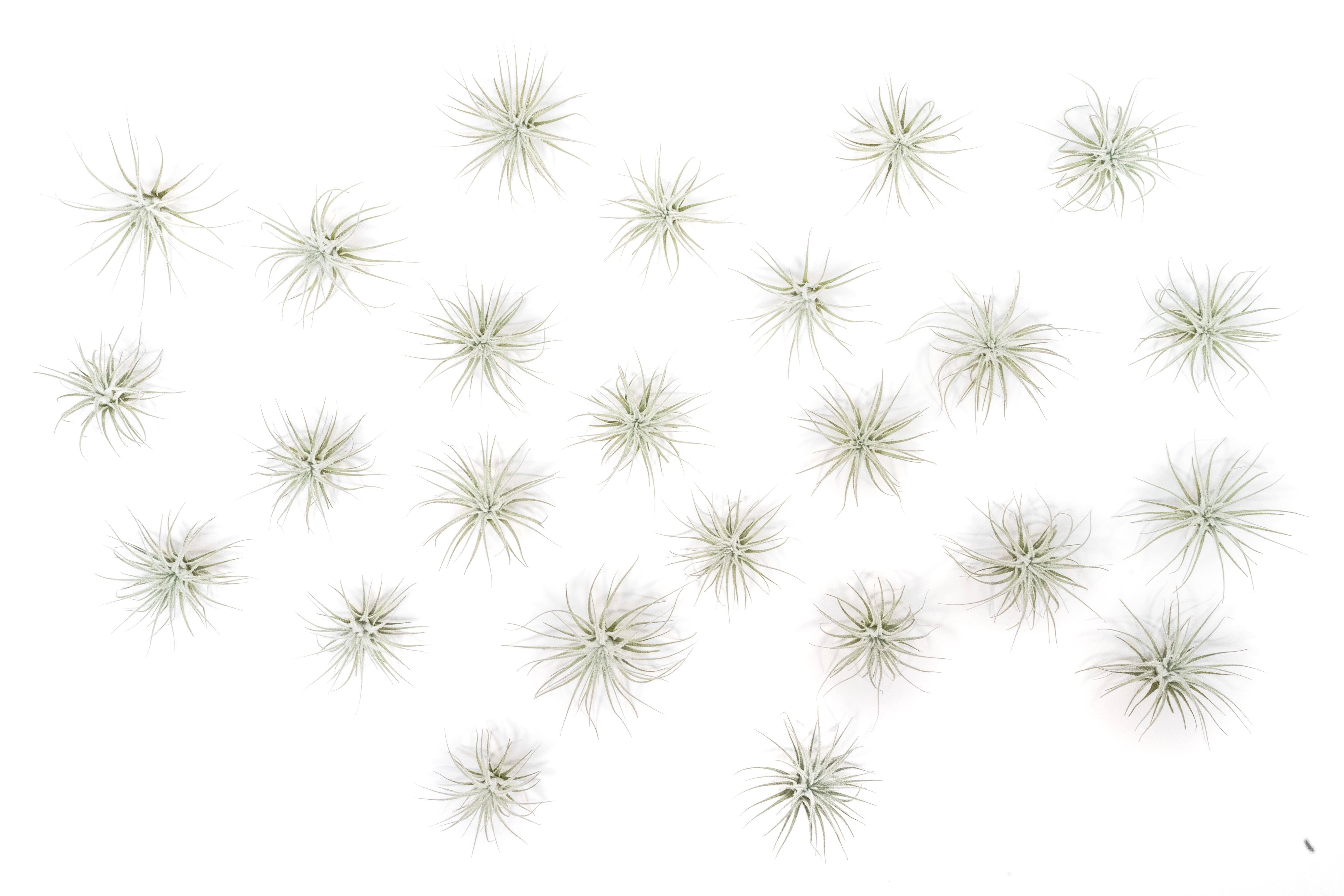 Air Plant Shop - Wholesale Live Plant - Small Tillandsia Tectorum Ecuador Air Plants (24)3