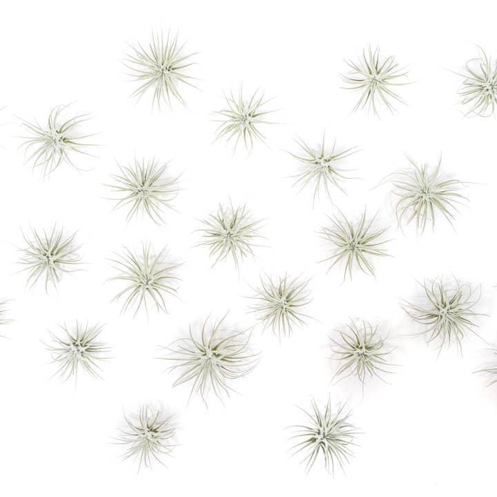Air Plant Shop - Wholesale Live Plant - Small Tillandsia Tectorum Ecuador Air Plants (24)3