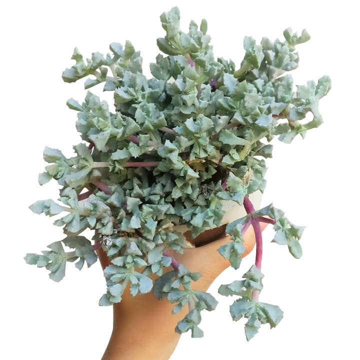 Pink Ice Plant - Oscularia deltoides 2in/4in for wholesale by Best Plant Friend