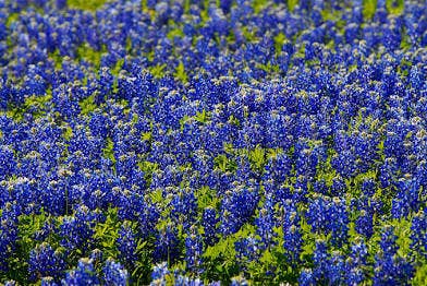 Crooked Creek Candle Company – Engroshandel Glaslys – Texas blå anemone1