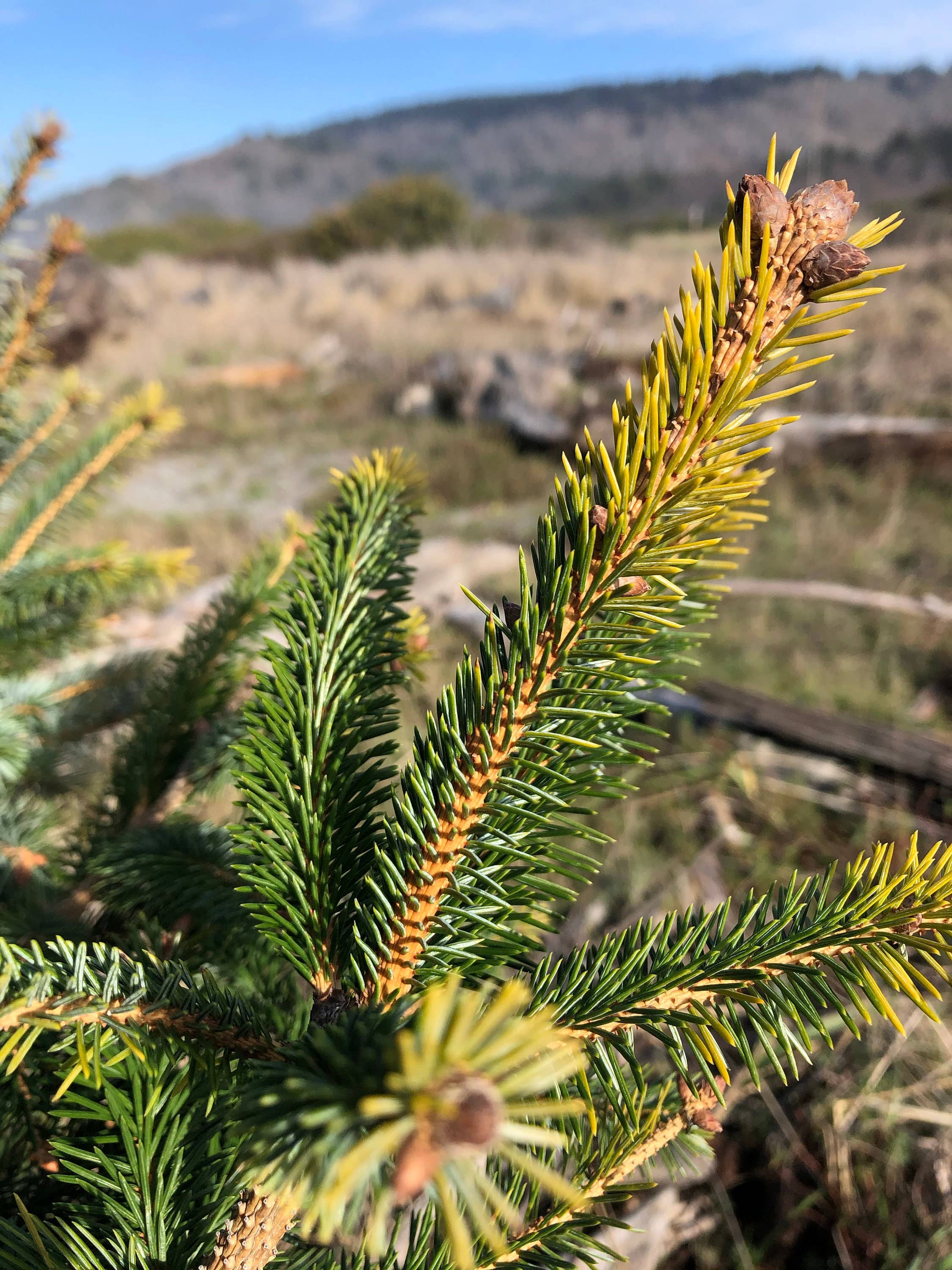 Stick Outside - Wholesale Sticker - California Sitka Spruce Sticker4