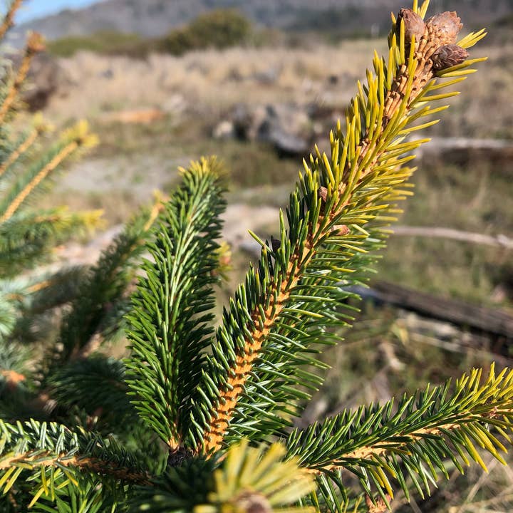 Stick Outside - Wholesale Sticker - California Sitka Spruce Sticker4