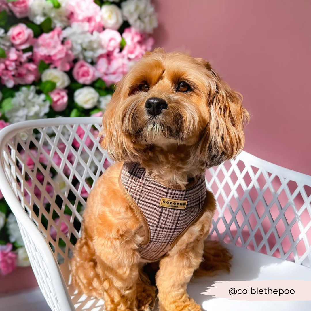 Cocopup London - Wholesale Pet Harness - Dog - Pup Plaid Adjustable Neck Harness28